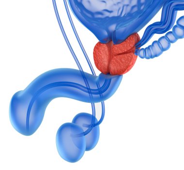 Prostat ve erkek üreme sistemi üzerinde beyaz izole