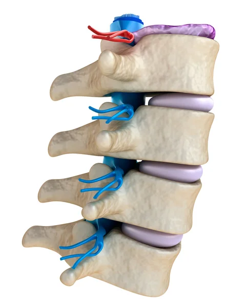 Cordón espinal bajo presión del disco abultado —  Fotos de Stock
