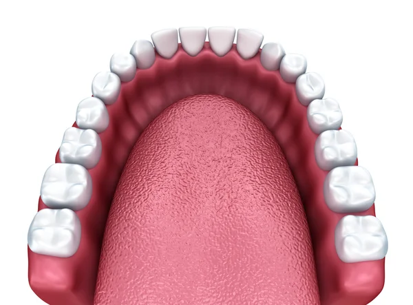 Dentadura abierta 3d aislada en blanco — Foto de Stock