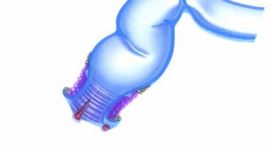 hemoroid: anal bozuklukları, xray görünümü