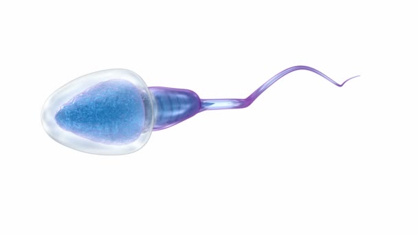 Ilustración de esperma aislada sobre blanco — Vídeo de stock