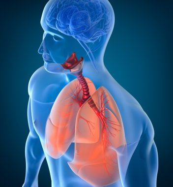 insan solunum sistemi anatomisi