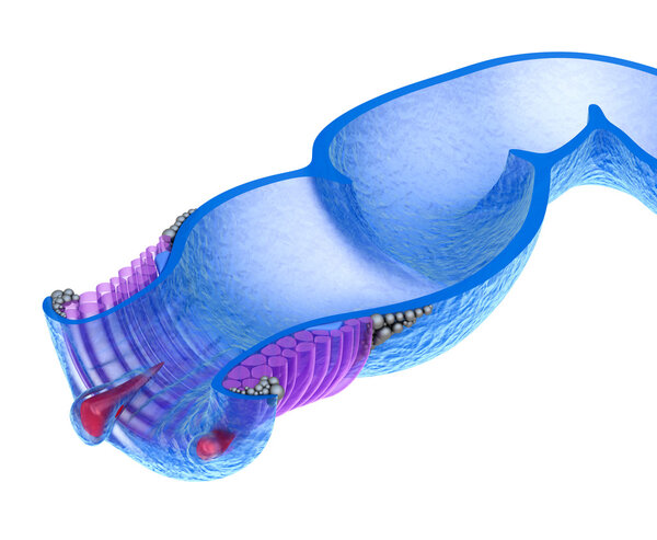 Hemorrhoids : Anal disorders, xray view