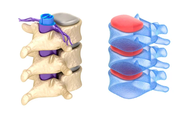 Vista de la columna vertebral, aislada en blanco —  Fotos de Stock