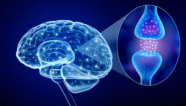 Ludzki mózg i aktywnego receptora — Zdjęcie stockowe
