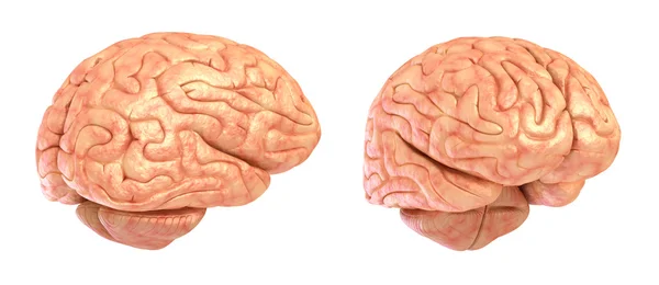 Human brain 3D model, isolated — Stock Photo, Image