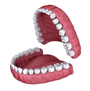 İnsan takma diş 3d görüntü, beyaz izole