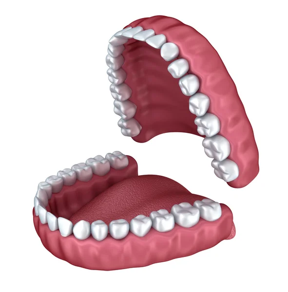 İnsan takma diş 3d görüntü, beyaz izole — Stok fotoğraf