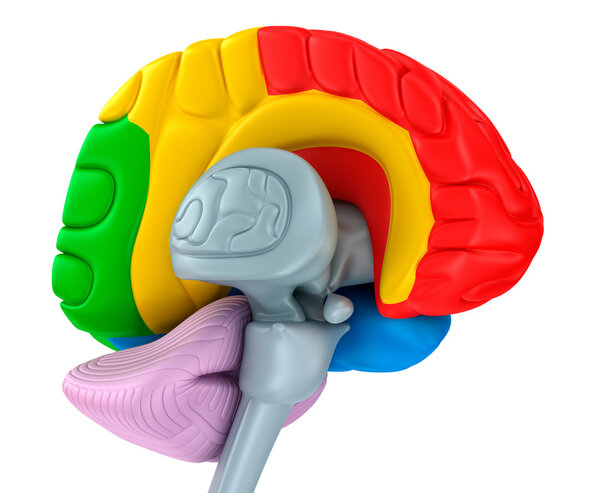 Мозговые доли разного цвета. Изолированные на белом
.