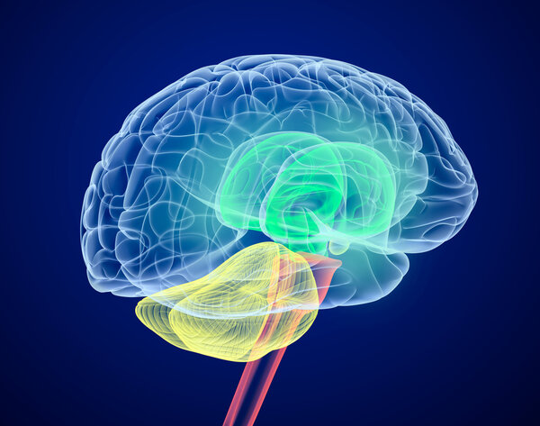 Мозговые доли разного цвета. Рентгеновский вид
.