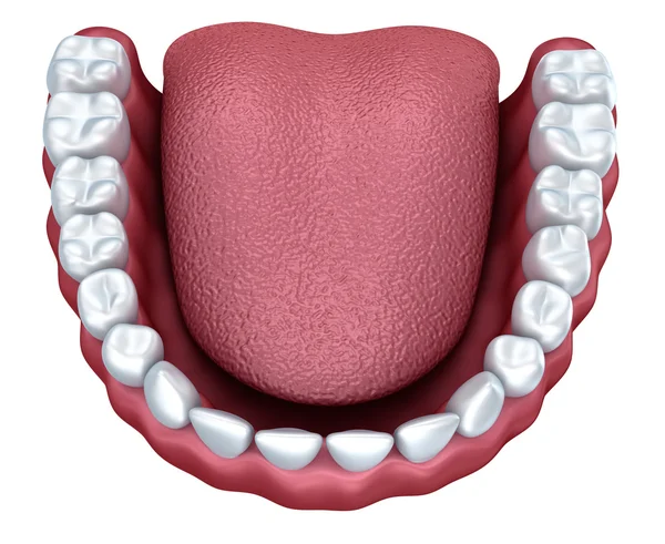 Dentadura humana imagem 3D, isolado em branco — Fotografia de Stock