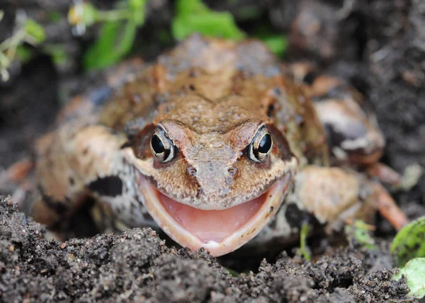 Princess Frog Smiles You — Stock Photo, Image