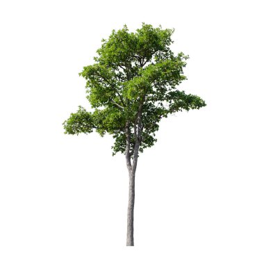 Beyaz arkaplanda izole edilmiş ağaç.