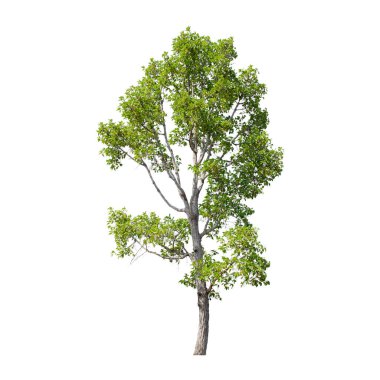 Beyaz arkaplanda izole edilmiş ağaç.