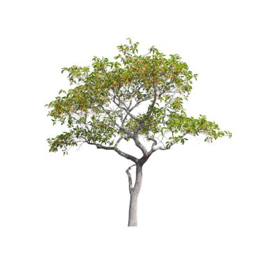 Beyaz arkaplanda izole edilmiş ağaç.
