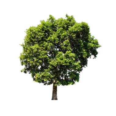 Beyaz arkaplanda izole edilmiş ağaç.