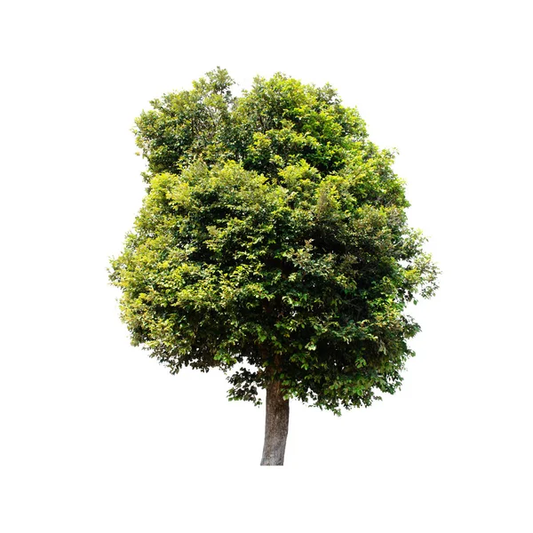 Дерево Изолировано Белом Фоне Лицензионные Стоковые Фото