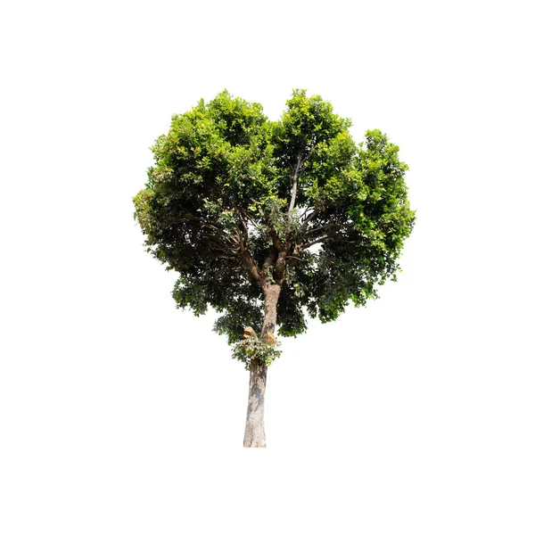 Дерево Изолировано Белом Фоне Лицензионные Стоковые Фото