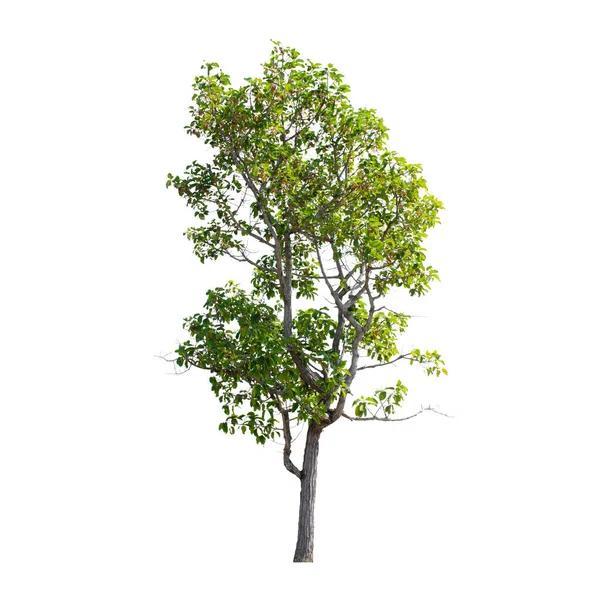 Δέντρο Απομονωμένο Λευκό Φόντο Royalty Free Εικόνες Αρχείου