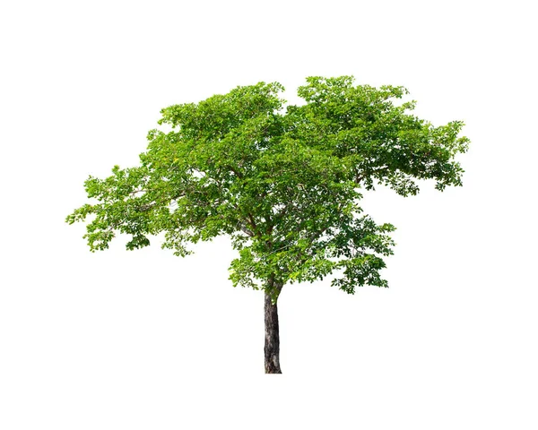 Strom Izolované Bílém Pozadí Stock Fotografie