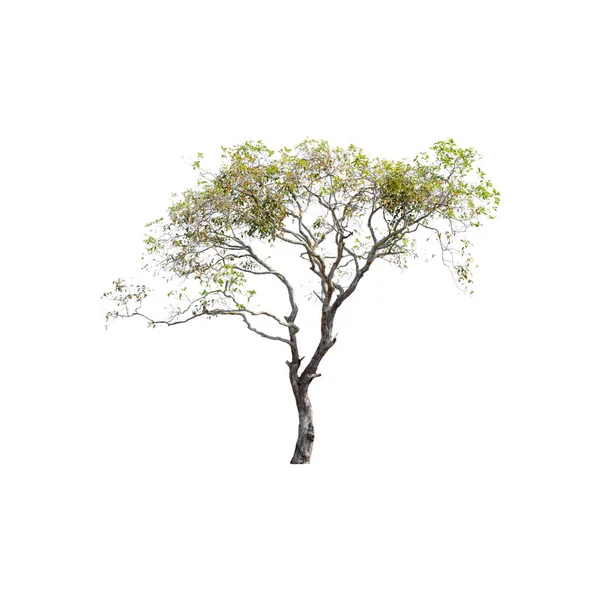 Árbol Aislado Sobre Fondo Blanco Imagen De Stock