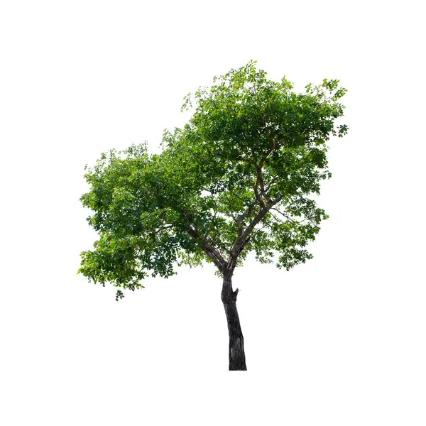 Baum Isoliert Auf Weißem Hintergrund lizenzfreie Stockbilder