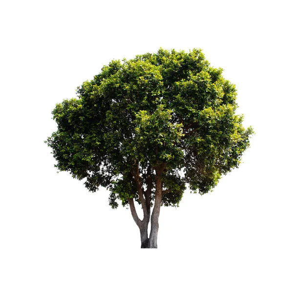 Baum Isoliert Auf Weißem Hintergrund lizenzfreie Stockfotos