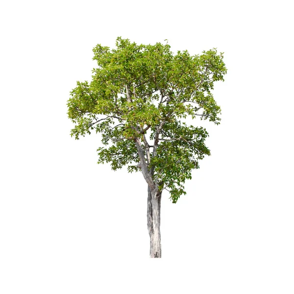 Árbol Aislado Sobre Fondo Blanco Imagen De Stock