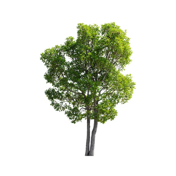 Strom Izolované Bílém Pozadí Stock Obrázky