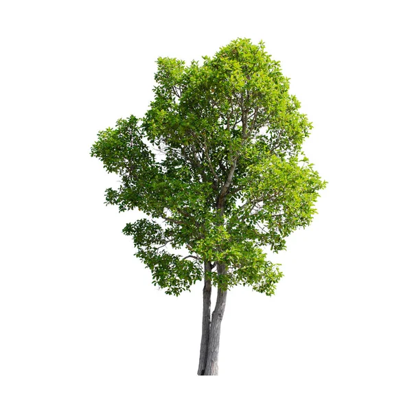 Strom Izolované Bílém Pozadí Stock Fotografie