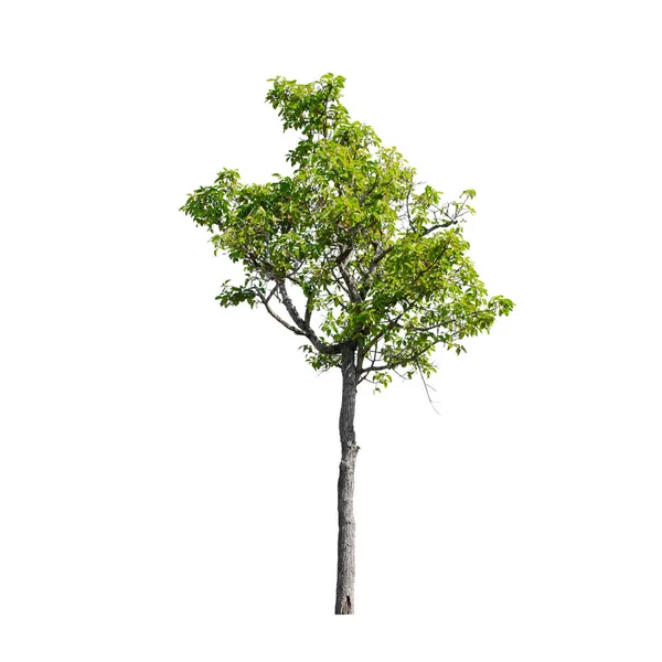 Δέντρο Απομονωμένο Λευκό Φόντο Εικόνα Αρχείου