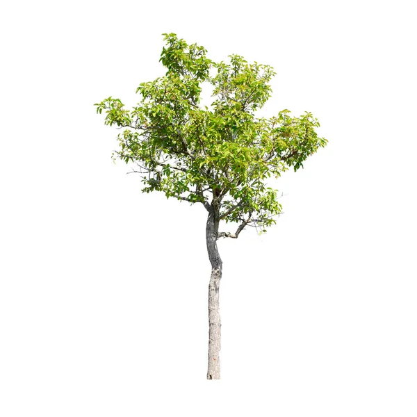 Baum Isoliert Auf Weißem Hintergrund lizenzfreie Stockfotos