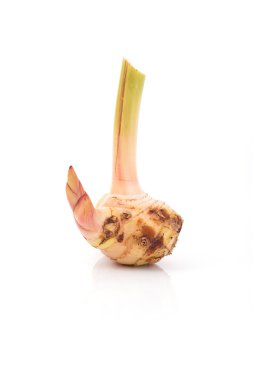 havlıcan. Beyaz arka plan üzerinde izole