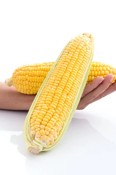 Рука тримає кукурудзяний коб ізольований на білому тлі — стокове фото