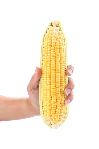 Ręka trzyma kolby kukurydzy na białym tle — Zdjęcie stockowe