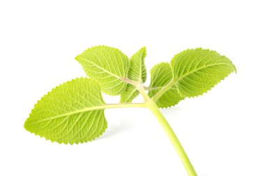 Beyaz arkaplanda izole edilmiş nane yaprakları.