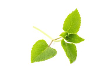 Beyaz arkaplanda izole edilmiş nane yaprakları.