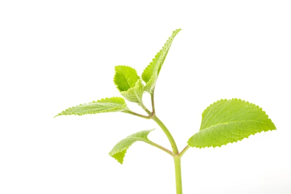 Mint leaves isolated on white background. — Stock Photo, Image
