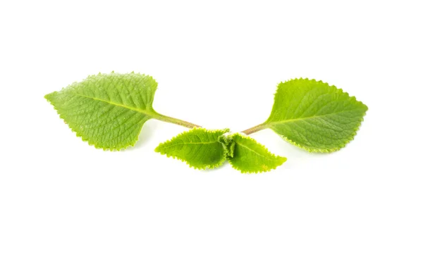 Mint leaves isolated on white background. — Stock Photo, Image