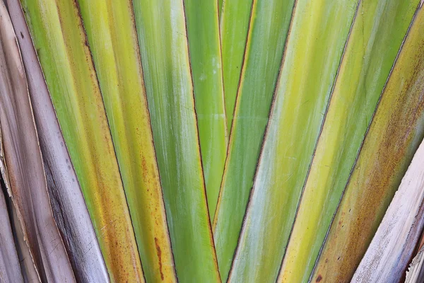 Banana tree — Stock Photo, Image