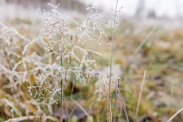 Dry spikelets of grass with ice crystals with ice crystals on natural blurry background. Natural landscape in winter. Fog with tender bokeh. Close-up, copy space.