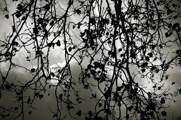 黒と白の葉の木の枝 劇的な森林背景 — ストック写真