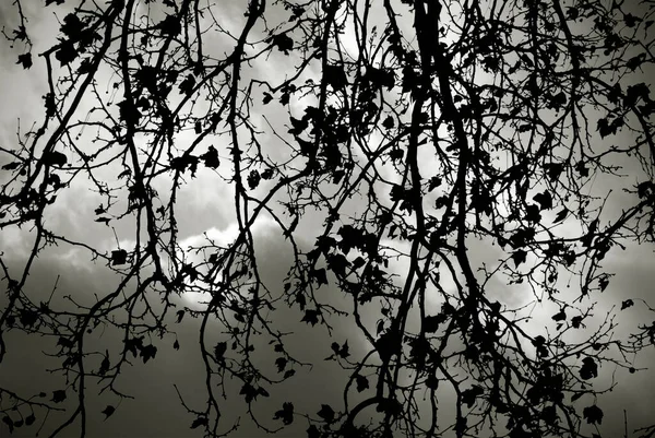 Árbol Sin Hojas Blanquea Blanco Negro Fondo Del Bosque Dramático — Foto de Stock