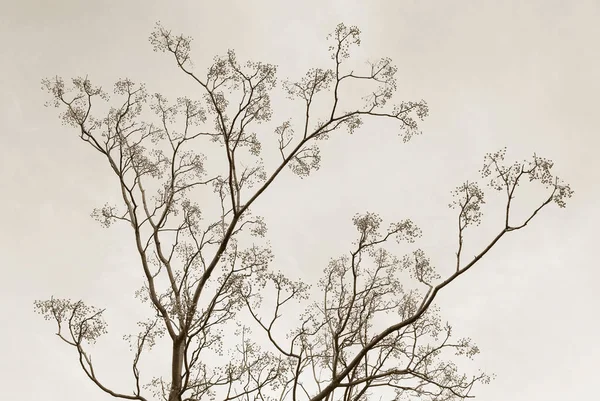 Άποψη Γυμνών Δέντρων Στον Ουρανό — Φωτογραφία Αρχείου