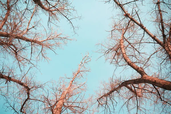 Vista Árvores Nuas Contra Céu — Fotografia de Stock