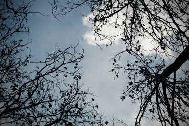 Gökyüzüne karşı ağaç dallarının görüntüsü. Ağaç dalları yerden görünüyor.