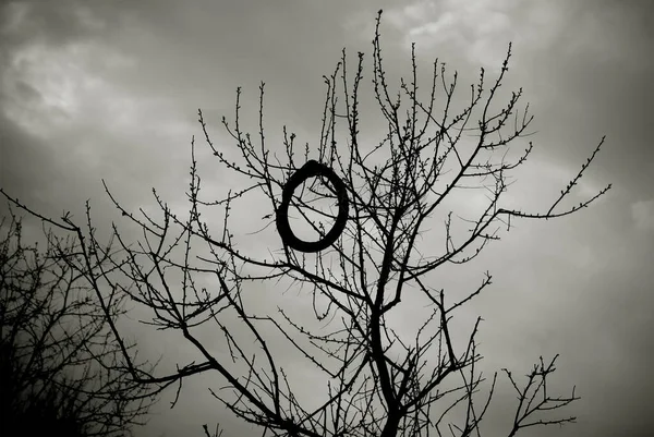 枝に自転車のタイヤを持つ裸の木の黒と白のイメージ — ストック写真