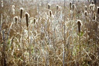 Öğleden sonra güneşinin altında kuru kamış arka planı. Göl kıyısındaki kuru bitkiler..