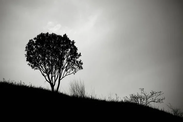 A lone tree silhouette in black and white. A tree on a hill.