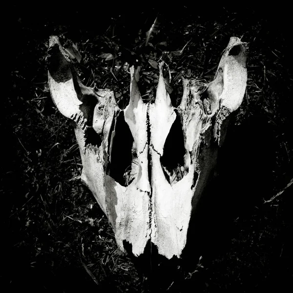 Black and white image of an animal skull.